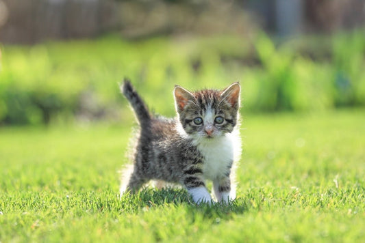 猫の散歩のメリットと注意点！散歩は絶対に行くべきか？気になる疑問を解説します！