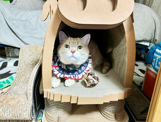 ぶたさんでバリバリしたり、寛いだり。マンチカンのしょーごちゃん