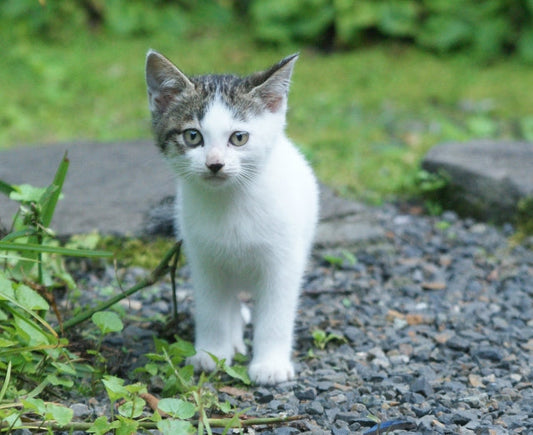 外に出た飼い猫は何をしている？大調査のすえにわかったのは意外すぎる事実だった！