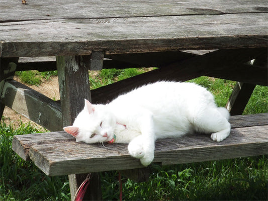 今年の夏は、ゆるキャンならぬ猫キャンで 家族の絆を深めるニャン！