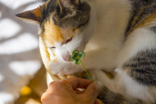 猫は縁起がよい！飼うと幸せになれるといわれている理由